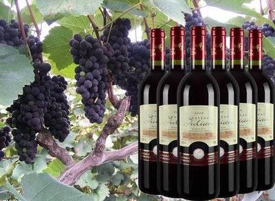 葡萄酒、香檳-法國波爾多紅酒 朱莉安2008經典干紅葡萄酒 法國葡萄酒低價批發-.